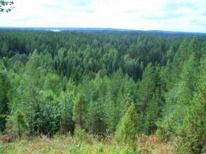 Mets�maisema